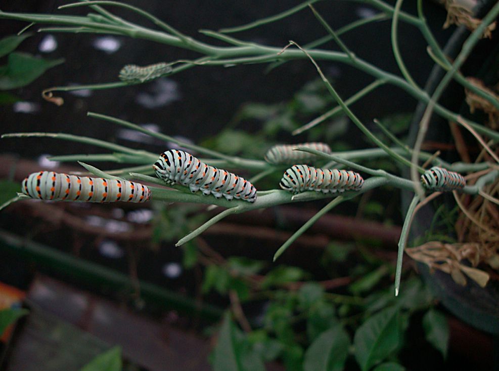 larve di Papilio machaone